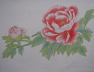 彩色铅笔画：美丽的牡丹花