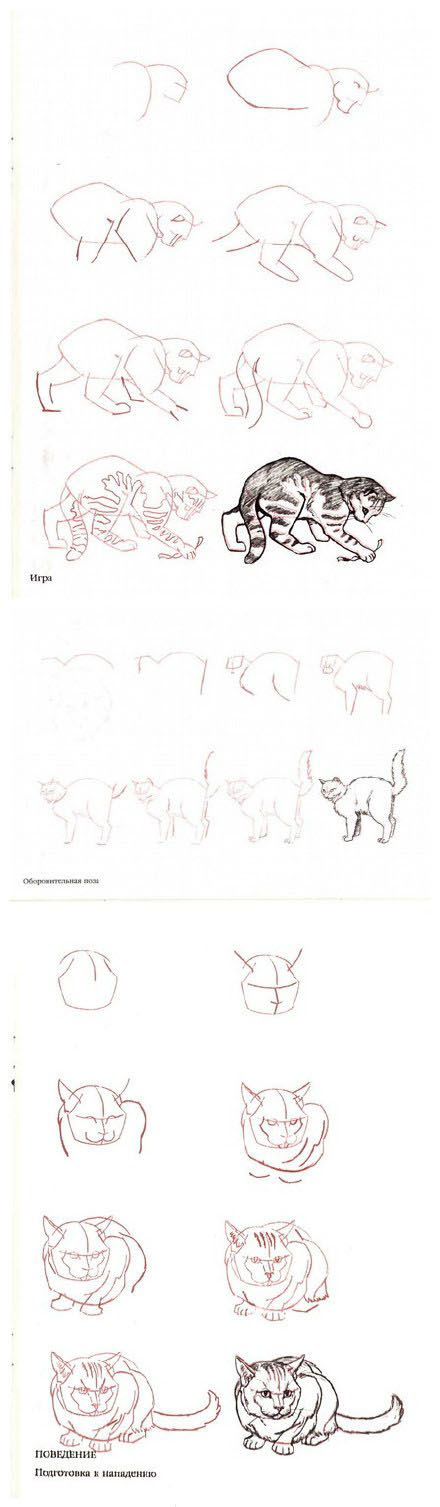三种猫咪简笔画的画法图片步骤
