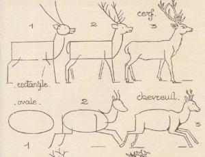 3种鹿的简笔画画法图片