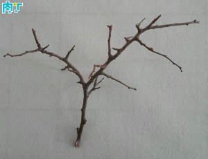 教你用树枝制作家居创意小摆件一枝迎春梅的详细图解